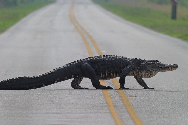 everglades gator